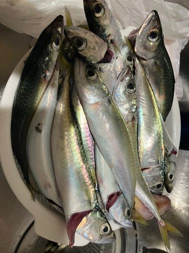 サバの釣果