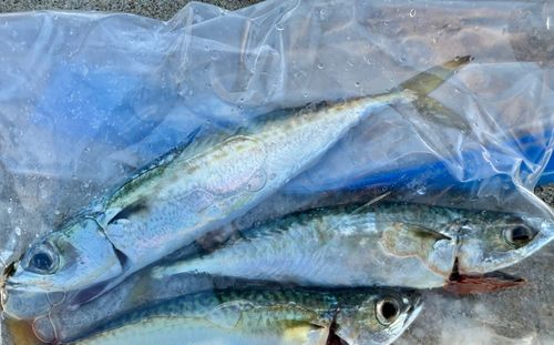 サバの釣果