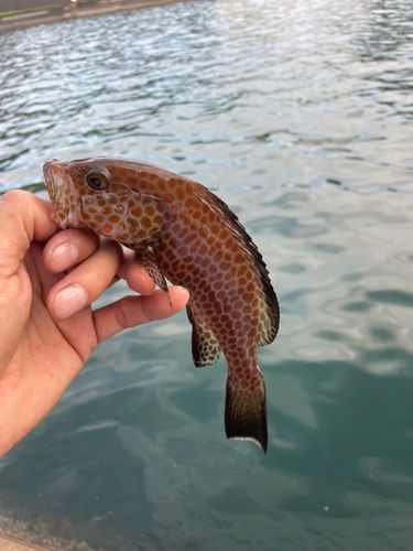 オオモンハタの釣果
