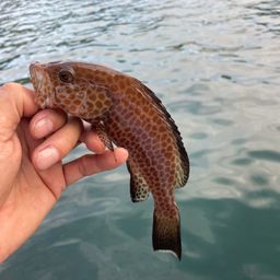 オオモンハタ