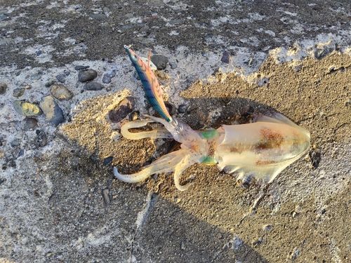 アオリイカの釣果
