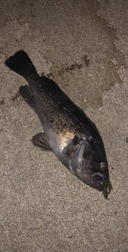 クロソイの釣果