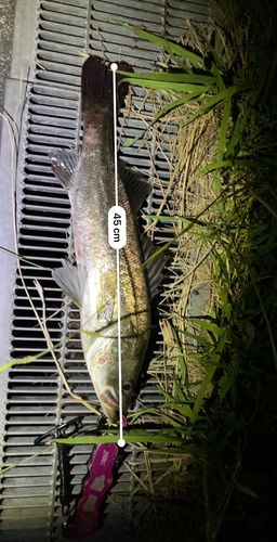 シーバスの釣果