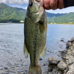 ブラックバス