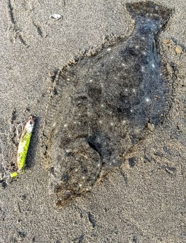 ソゲの釣果
