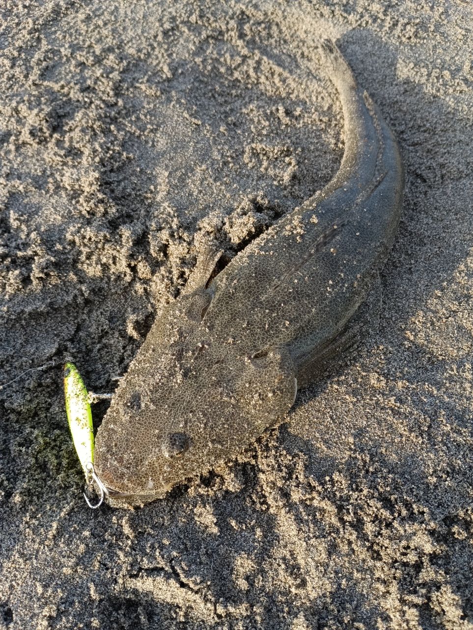 ソゲ