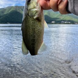 ブラックバス