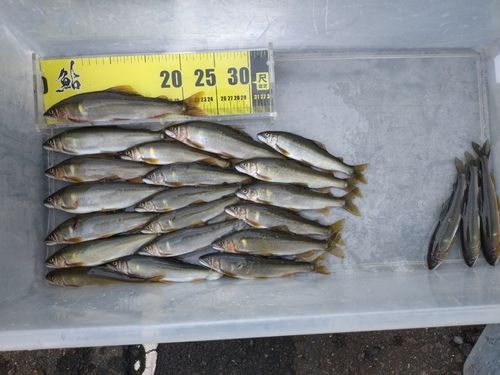 アユの釣果