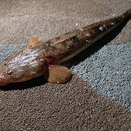 マゴチ
