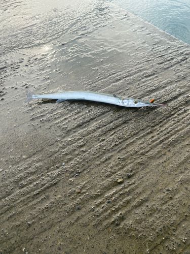 ダツの釣果