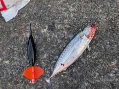 ソウダガツオの釣果