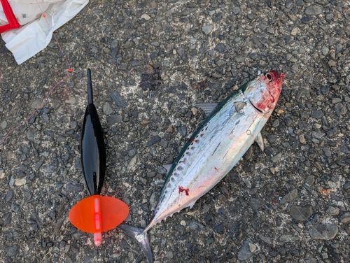 ソウダガツオの釣果