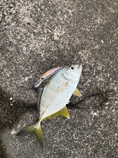 メッキの釣果