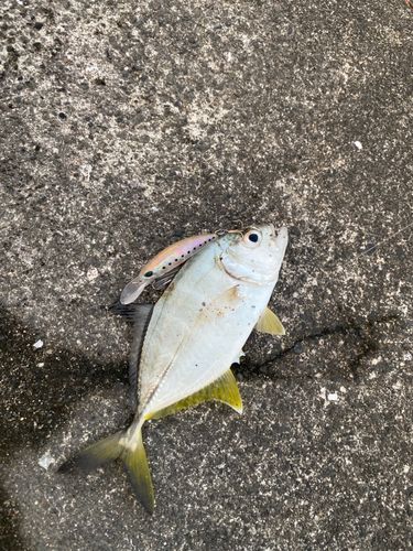メッキの釣果