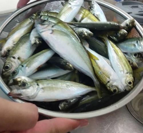 アジの釣果