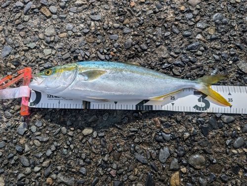 イナダの釣果