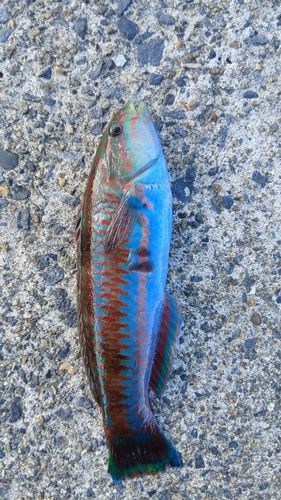 ベラの釣果