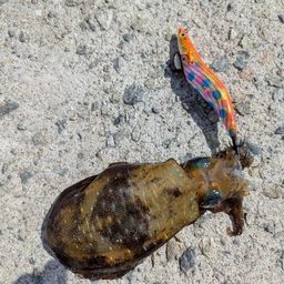アオリイカ
