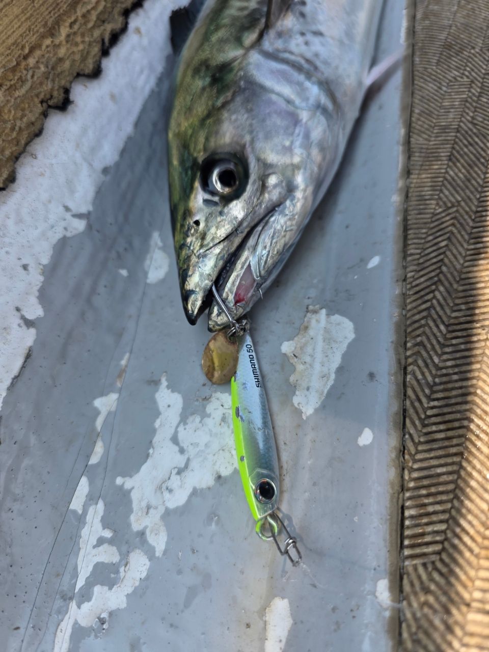 伽藍洞さんの釣果 1枚目の画像