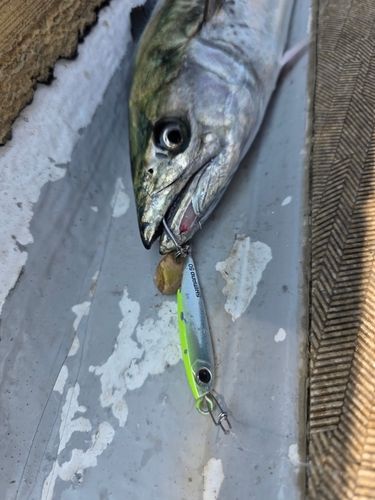 サワラの釣果