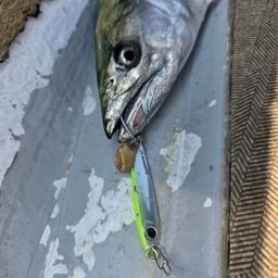 サワラ