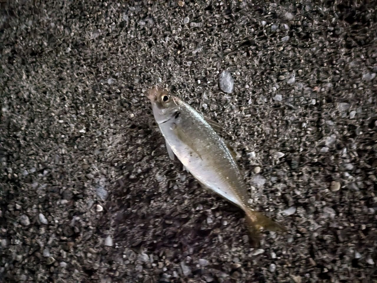 アイゴ