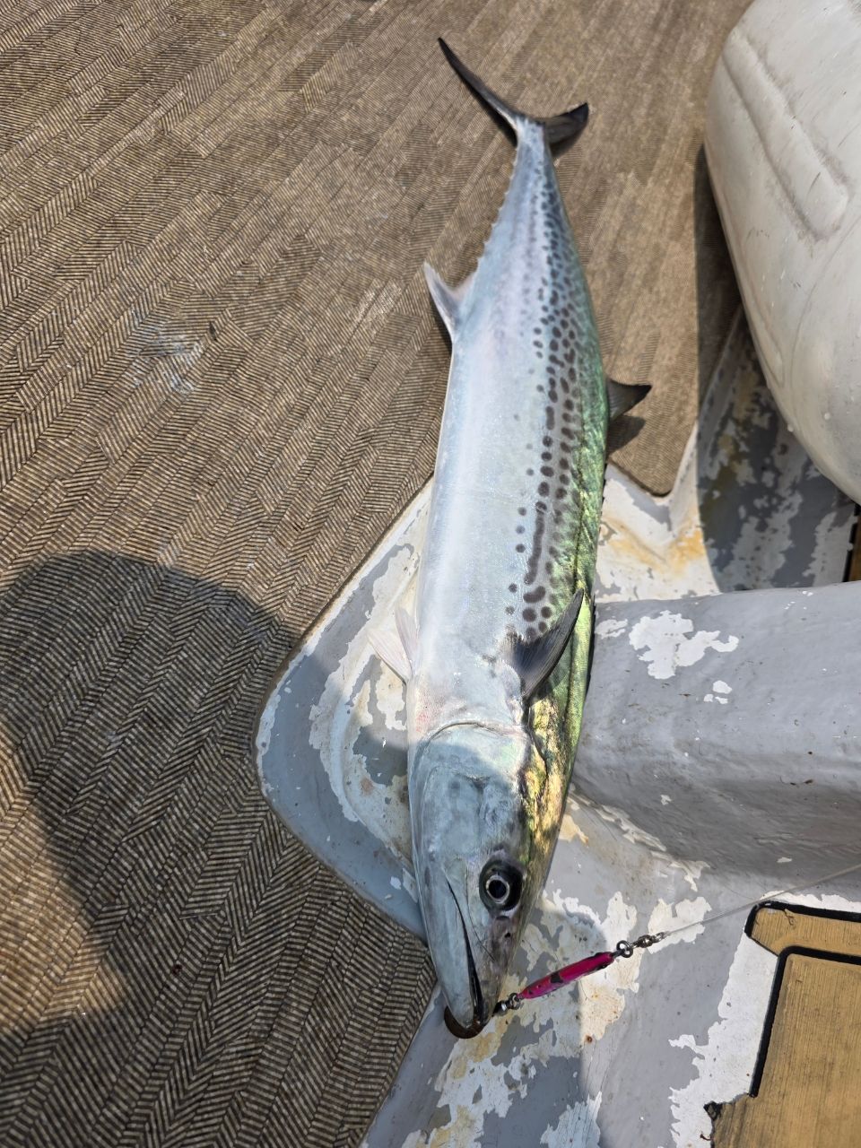 伽藍洞さんの釣果 2枚目の画像