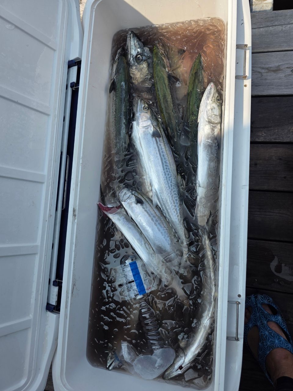 伽藍洞さんの釣果 3枚目の画像