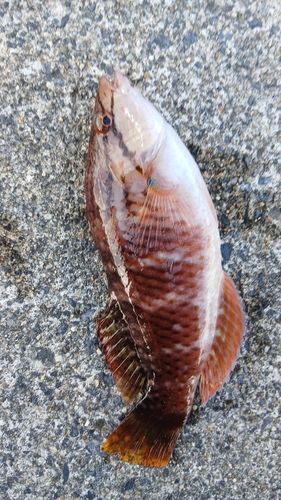 ベラの釣果