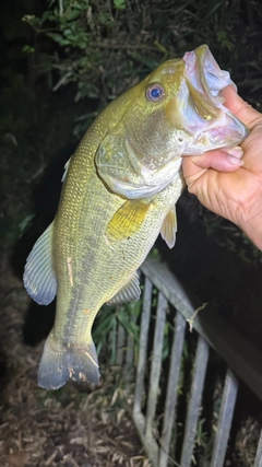 ラージマウスバスの釣果