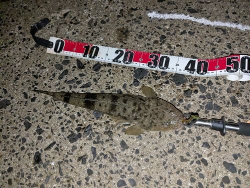 マゴチの釣果
