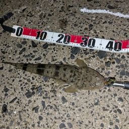 マゴチ