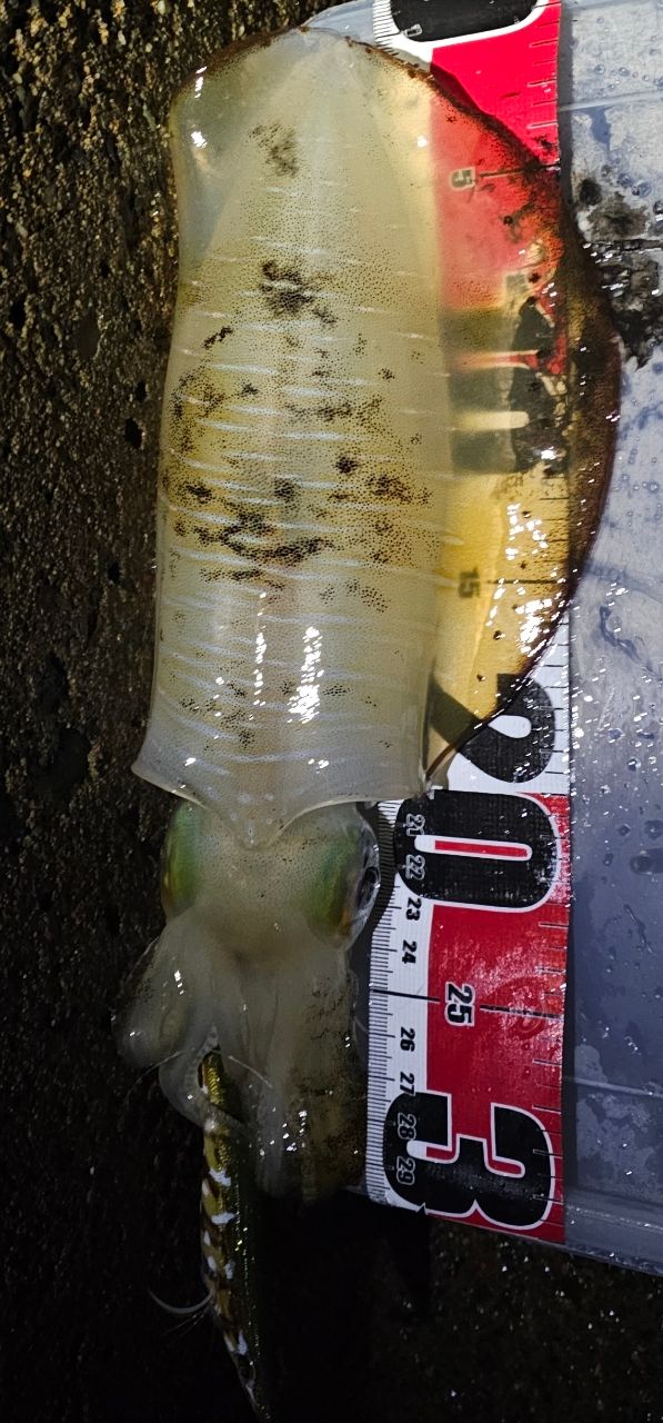 シマノ　セフィアXR S79ML SHIMANO SEPHIA XR S79ML Eging Rod