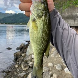 ブラックバス