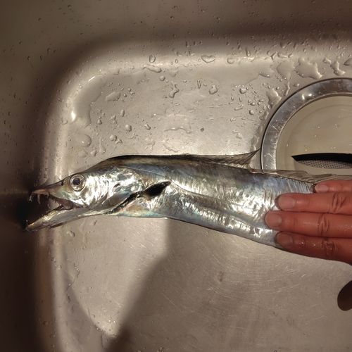 タチウオの釣果