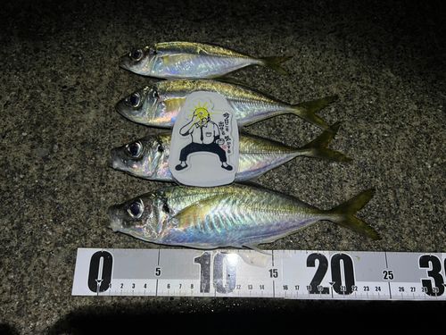アジの釣果
