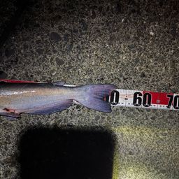 アメリカナマズ