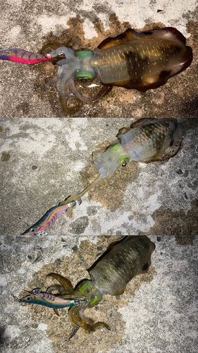 アオリイカの釣果