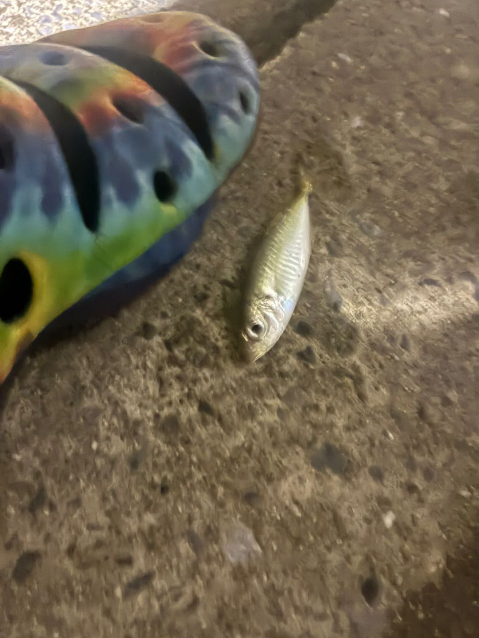 アジ