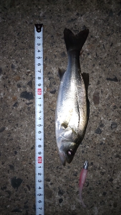 シーバスの釣果