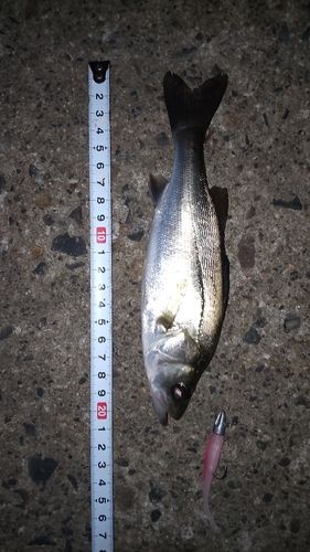 シーバスの釣果