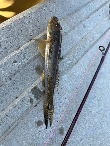 ハゼの釣果