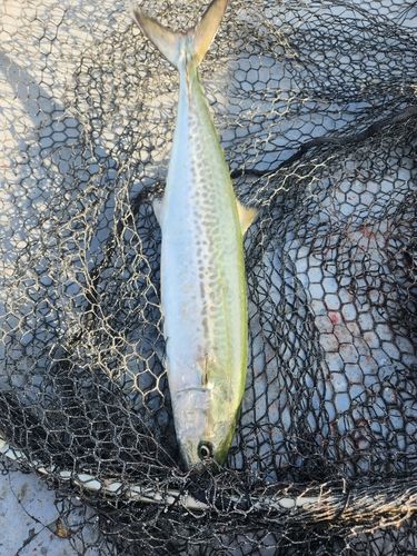サゴシの釣果