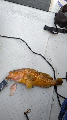キジハタの釣果