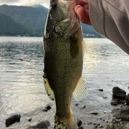 ブラックバス