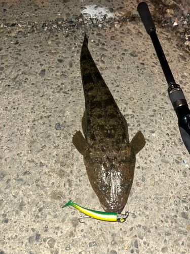 マゴチの釣果