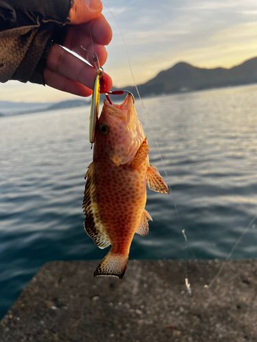 オオモンハタの釣果