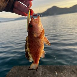 オオモンハタ