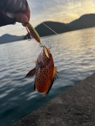 オオモンハタの釣果