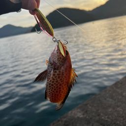 オオモンハタ